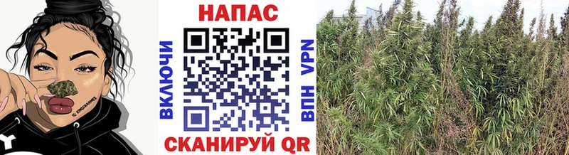 Конопля план  Кувандык 